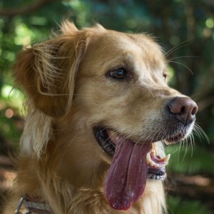 Dog with tongue hanging out