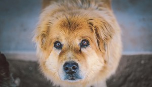 Main Line Pet Waste Removal Service