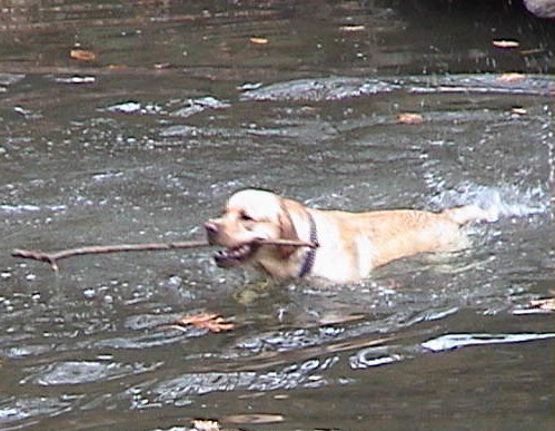 Dixon swimming Dixon swimming