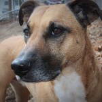 Our poop scooping client: Max