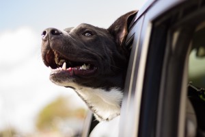 dog hanging out car window