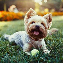 cute little dog on grass with ball, looking at the camera