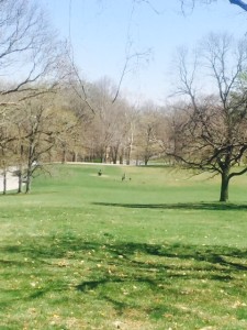 Open Grass Area at Rockford Park