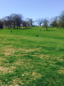 Open Grass Area of Rockford Park