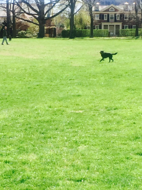 Dog-Friendly Rockford Park – Wilmington DE