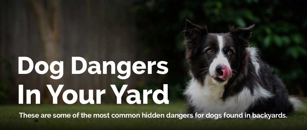 How to Keep Your Dog Safe From Your Own Backyard